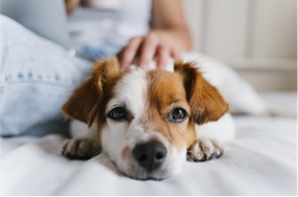 Photo d'illustration : une personne caresse un chien